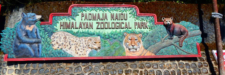 Padmaja Naidu Himalayan Zoological Park