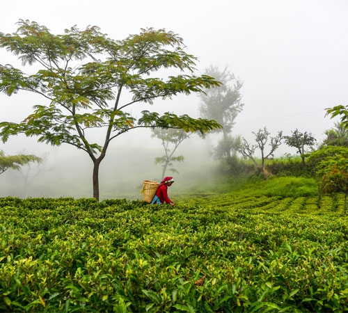 Darjeeling Tea Estate Tour